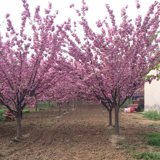 点击查看详细信息标题：优质樱花树、成活率高 阅读次数：2704